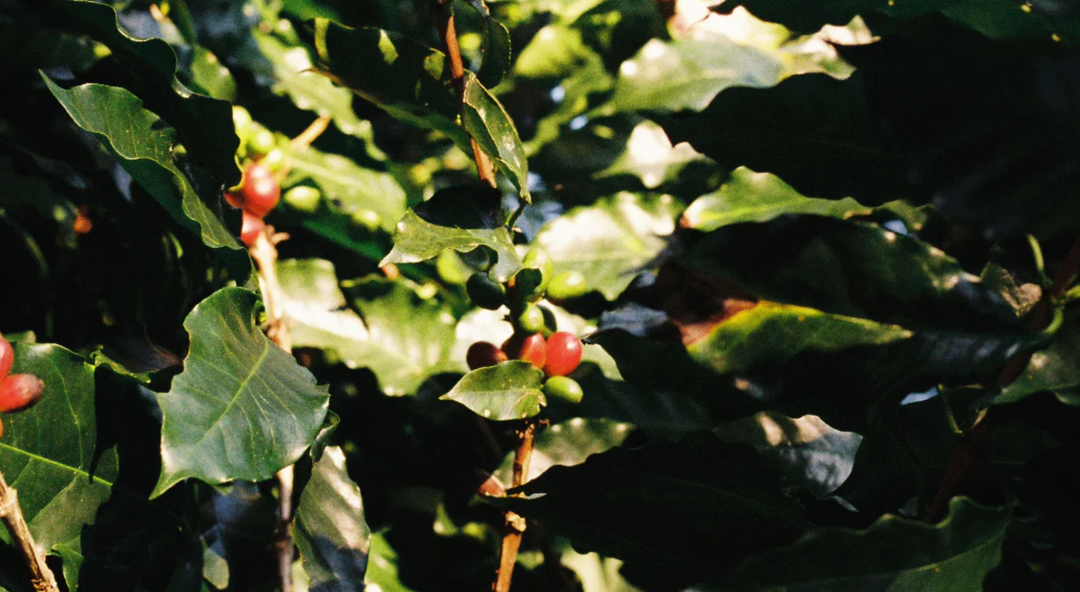 Nº 1. Café, una fruta